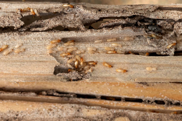 Best Wasp Removal Services  in Lakeshire, MO